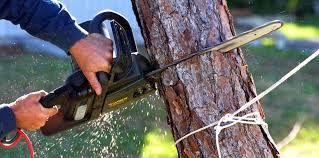 Best Hazardous Tree Removal  in Loogootee, IN